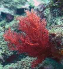 Rumput laut yang didapat ditumbuk sampai pipih, atau bisa juga ditekan dengan alat pipih sampai cairan di dalamnya keluar. 10 Jenis Jenis Rumput Laut Di Indonesia Beserta Gambarnya Penjaskes Co Id
