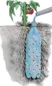 To keep bugs away, we planted marigolds or onion starts next to each tomato plant. Creative Re Use Idea Bottle Irrigation Tomato Plant Plants Lawn And Garden Water Plants