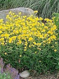 Can the net harness a bunch of volunteers to help bring books in the public domain to life through podcasting? Oenothere Onagre Cold Crick Oenothera Le Jardin Du Pic Vert