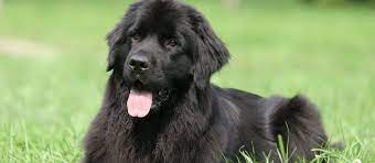 Find the perfect puppy for sale in colorado at next day pets. Newfoundland Puppies For Sale Greenfield Puppies