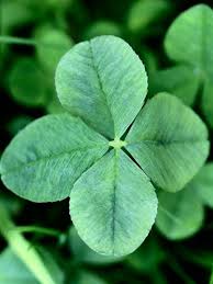 What Are The Odds Of Finding A Four Leaf Clover Clover Leaf Four Leaf Clover Leaves