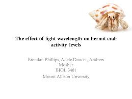 The Effect Of Light Wavelength On Hermit Crab Activity Levels Ppt Video Online Download