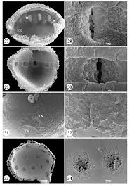 Image result for Spermacoce latituba