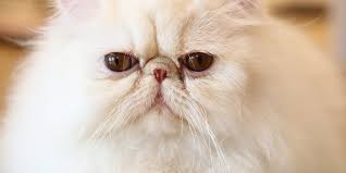 Further Evidence On The Suffering Of Flat Faced Cats International Cat Care