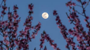 La rédaction vous fait part de son calendrier lunaire pour le mois de juillet ! Jardiner Avec La Lune Votre Calendrier 2021 Pleine Vie