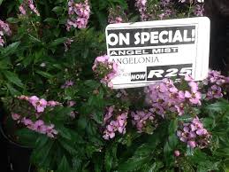 Amazing In Store Specials At Floradale Nurseries In Port Elizabeth East London Garden Center Port Elizabeth Nursery