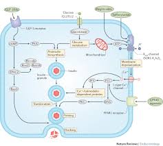 Image result for Meglitinide