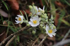 Image result for Lindackeria bukobensis