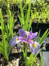 Image result for Disperis virginalis