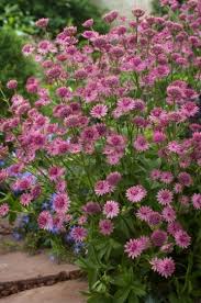 Image result for Astrantia major `Roma`