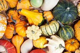 Zierkurbis Oder Speisekurbis Welche Sorten Sind Kurbis Roh Essen Essbare Kurbisse Speisekurbis