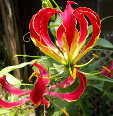 Image result for Littonia