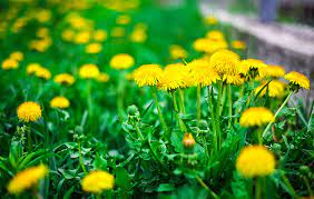 Maybe you would like to learn more about one of these? Weed Control Service Residential Commercial Madison Wi