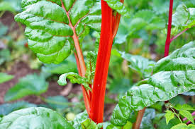 Gartenbista » pflanzen » wie und wann kann man rhabarber umpflanzen? Rhabarber Pflanzen Der Ideale Standort