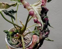 Image result for Solenangis