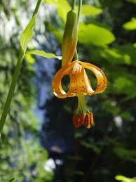 Image result for Liliaceae