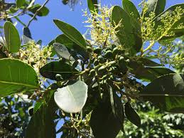 Image result for Apodytes dimidiata