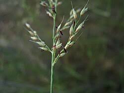 Image result for Arundinella nepalensis