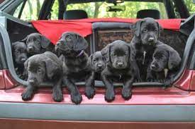 Take pride in owning a kingdom acres lab puppy! How To Sell Puppies Lovetoknow