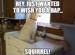 For more funny birthday so. 20 Funny Birthday Wishes For Dog Lovers Funny Birthday Wishes
