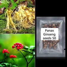 Scatter 50 seeds evenly over each 3 foot by 3 foot test plot and walk on them to ensure good soil contact. 50 X Panax Ginseng Seeds Asian Wild Planting Chinese Medicine Herbal Seeds Unbrandedgeneric Seeds Ginseng Plant Herbalism Panax Ginseng