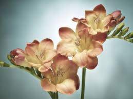 Freesia Flower Blossoms Buds Still Life Pink Yellow Blue Photographic Print Axel Killian Art Com In 2020 Loose Watercolor Flowers Freesia Flowers Beautiful Flowers Photography