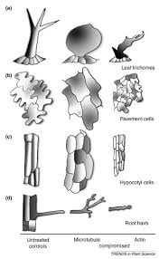 Maybe you would like to learn more about one of these? Cell Shape Development In Plants Trends In Plant Science