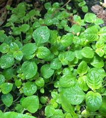 Image result for Platostoma sp. no. 2