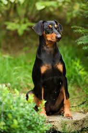 breed encyclopedia purebred dogs your dog deutscher pinscher dobermann haustiere