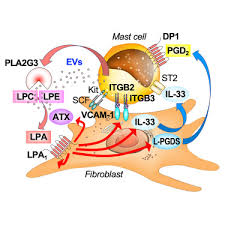 Lipid-orchestrated paracrine circuit ...