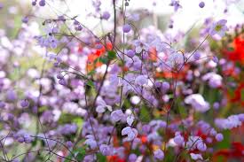 Image result for Thalictrum