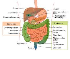 The sigmoid colon is the last section of the large intestine, right before the rectum, states webmd. Colon Hydro Therapie Heilpraktikerin Kaiser1s Webseite