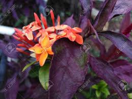 The flowers fade in late spring and are followed by ornamental red berries. Natural Photo Of The Orange Flowers And Green Leaves Purple Flowers In The Garden Green And Violet Leaves In The Outdoor Stock Photo Picture And Royalty Free Image Image 138351492