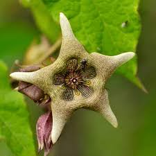 Image result for Schizozygia