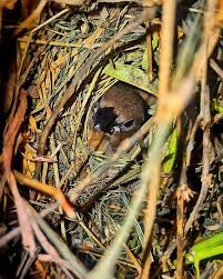 Image result for Stellaria mannii