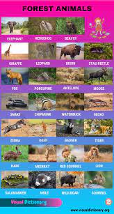 Forest Animals Helpful List Of 55 Different Animals Living In The Forest Visual Dictionary Forest Animals Animals Name In English Visual Dictionary