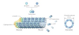 A membrane that allows certain molecules or ions to pass through while restricting others. The Cell Amboss