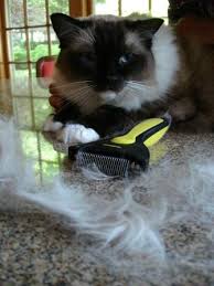 Ragdoll cats are beautiful animals who make great companions. Ragdoll Cats Shed How To Get Your Ragdoll Cat To Stop Shedding