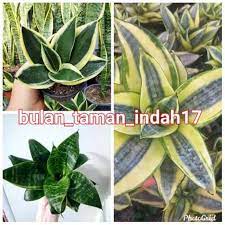 Sansevieria memiliki keistimewaan dibanding tanaman hias lainnya, yaitu bisa menyerap bahan beracun, seperti karbondioksida, benzene, formaldehyde, dan trichloroethylene. Paket 3 Jenis Tanaman Hias Sansevieria Mini Golden Pagoda Hijau Shopee Indonesia