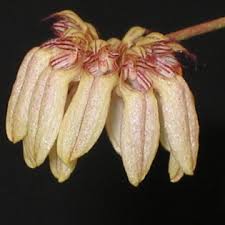 Image result for Bulbophyllum schinzianum