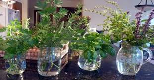 Il timo, esattamente come la melissa, deve essere piantato in terriccio ben. 10 Piante Aromatiche Da Decorazione Per Abbellire La Cucina