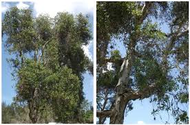 Image result for Melaleuca leucadendron