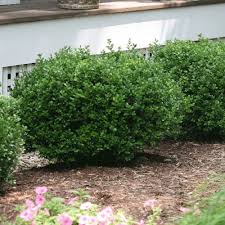 Image result for Buxus