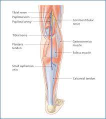 Tendon length is practically the discerning factor where muscle size and potential muscle size is concerned. Posterior Leg Basicmedical Key