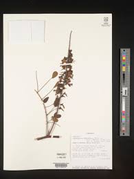 Image result for Caesalpinia glandulosopedicellata