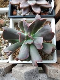 Pin By Chungyi Lee On 多肉 Plants Succulents