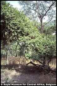 Image result for Baissea