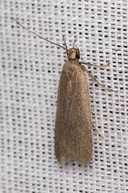 Image result for Acompsia subpunctella