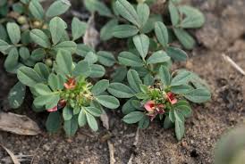 Image result for Indigofera demissa