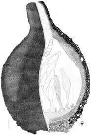 Image result for Cyperus longicarpus